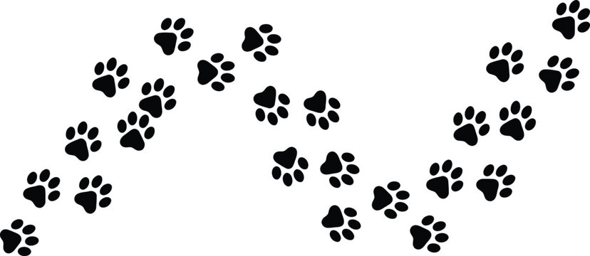 Paw prints trail on a winding path with footprint wildlife movement creature domestic adorable