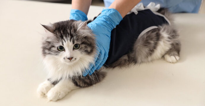 Veterinarian examining cute cat wearing recovery suit after sterilization in vet clinic