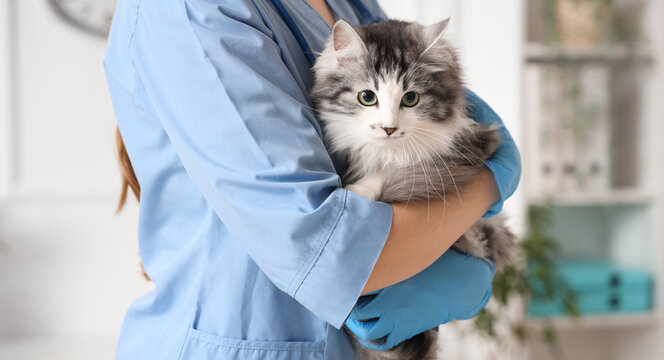 Female veterinarian holding cute cat after sterilization in vet clinic