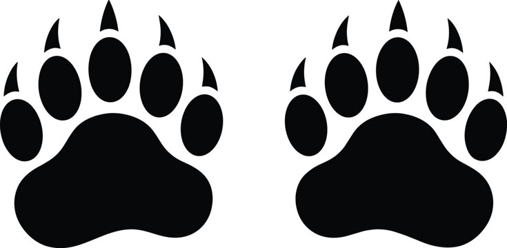 Black bear paw prints with sharp claws silhouettes set isolated on white background for wildlife nature vector