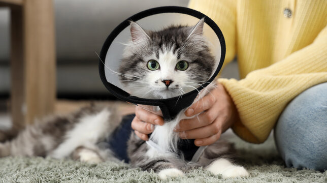 Owner with cute cat wearing Elizabethan collar after sterilization at home