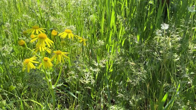 Green grass with yellow flowers Senecio vernalis Ragwort, Groundsel.