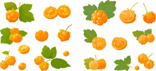 Cloudberry fruit and leaves vector illustration set on a white background, showing various ripe and unripe berries with green foliage. © Akun