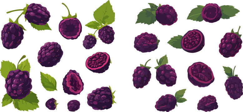 Set of fresh, ripe blackberries with green leaves, whole and sliced, isolated on white background.