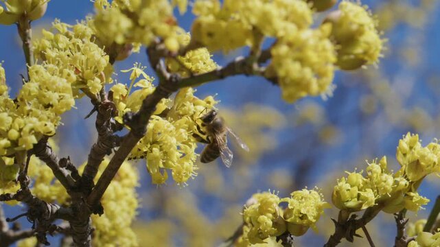 Honeybee in Flight Among Cornus mas Blossom Against Blue Sky, Slow Motion Macro Wildlife Video, Pollinator Conservation