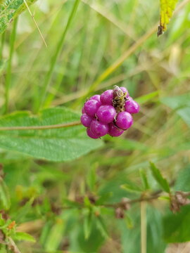 Lantana trifolia L. (threeleaf lantana, milho-de-grilo) with purple clustered berries and lanceolate green leaves, often used ornamentally and medicinally.