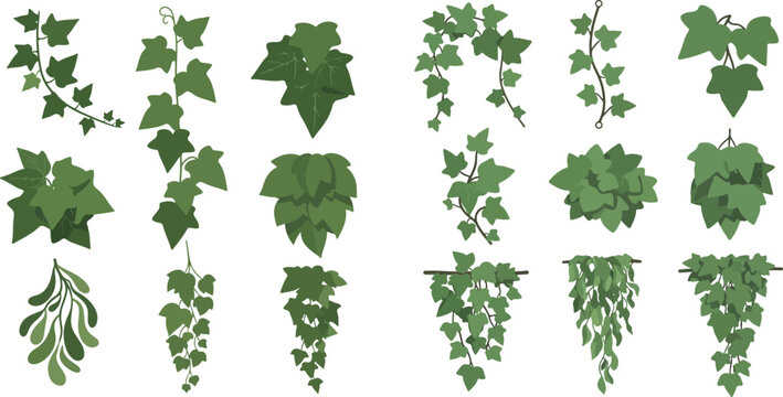 Set of various green ivy plants, vines, and leaves for decorative design elements.
