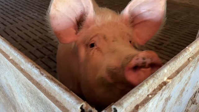 Funny pig snout in pigpen.
