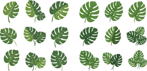 Set of tropical monstera leaves in various shapes and sizes, perfect for summer designs and botanical illustrations. © Akun