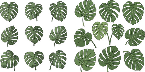 Collection of various monstera deliciosa leaves, tropical plant elements for design. © Akun