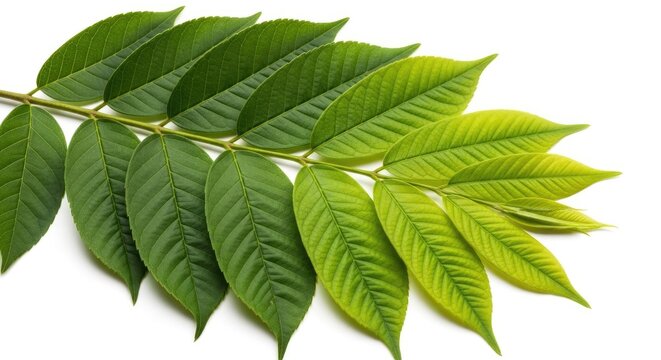 Vibrant green walnut leaves isolated on a white background