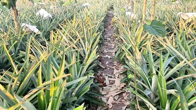 Scenic view of a large pineapple plantation garden in Madhupur, Bangladesh