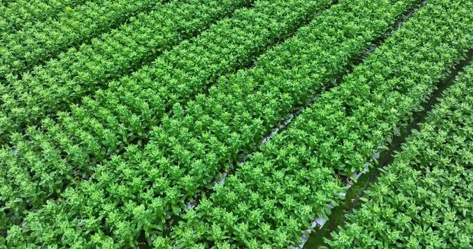 Green stem lettuce crops in garden