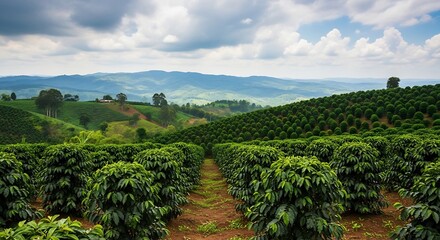 Naklejka premium Vast coffee plantation landscape with green rows under cloudy sky