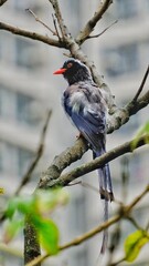 Fototapeta premium great spotted woodpecker