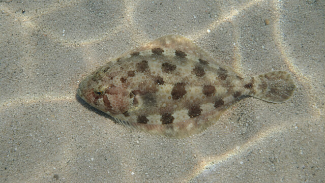 Flatfish swimming in shallow water.
