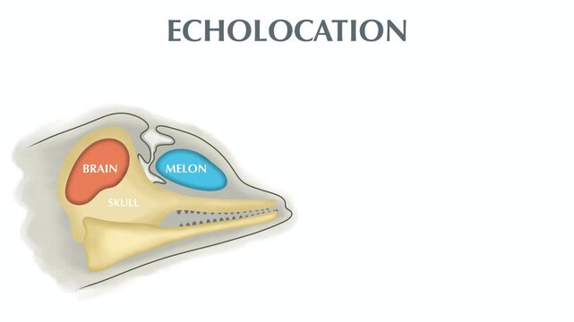 animation of Dolphin echolocation infographic diagram showing how marine mammals navigate and hunt. Biological cross section illustrating melon, blowhole, air sacs, brain, skull, sound waves and prey