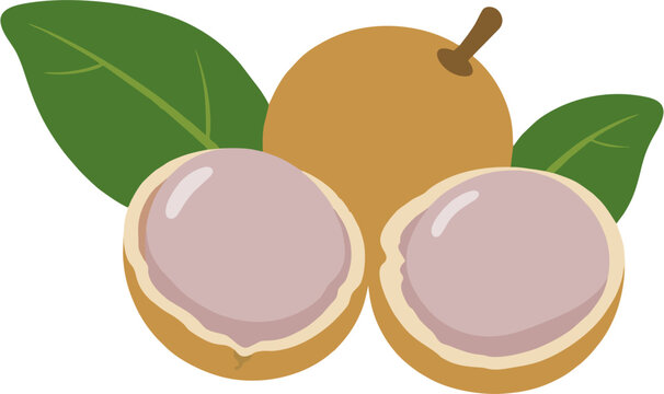 Minimalist Tropical Fruit Pitomba Vector Illustration