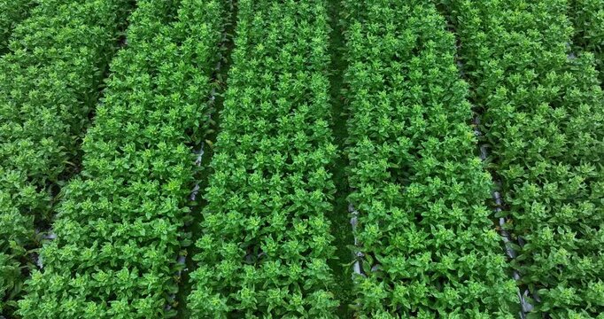 Green stem lettuce crops in garden