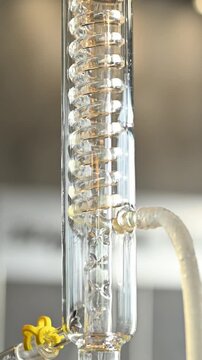 Laboratory Distillation Apparatus with Botanical Ingredients in Glass Erlenmeyer Flask for Essential Oil Extraction