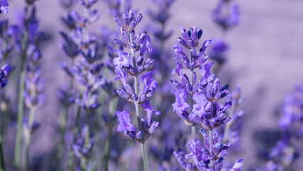 Obraz premium A serene lavender field featuring vibrant purple flowers under natural sunlight, promoting calmness and beauty. Ideal for nature, aromatherapy, or floral-themed concepts.