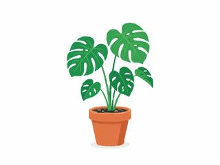 Fototapeta premium Monstera deliciosa potted plant isolated over white background