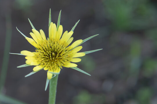 キバナムギナデシコ（ Tragopogon pratensis）：バラモンジン属の黄色い花のマクロ写真／日本・5月