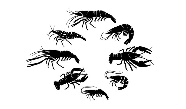 Modern freshwater shrimp prawn and crayfish silhouette vector collection for seafood branding graphics