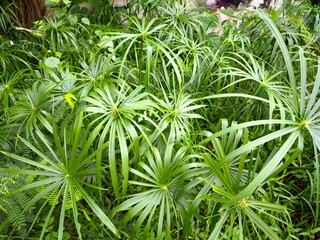 Lush green umbrella papyrus plant leaves growing densely in a wild garden © Didik