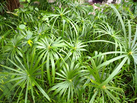 Lush green umbrella papyrus plant leaves growing densely in a wild garden