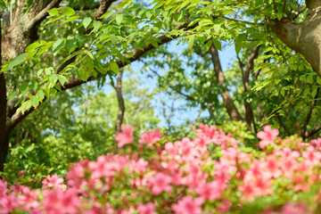 Fototapeta premium 初夏の日差しを浴びて鮮やかに咲くサツキのピンク色の花。背景の木の葉にピント。