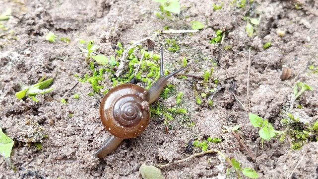 Close up of small land snail, helix camelina (Oxychilus camelina) moving slowly on the ground, Cyprian Glass Snail (Oxychilus cyprius)