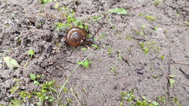 Close up of small land snail, helix camelina (Oxychilus camelina) moving slowly on the ground, Cyprian Glass Snail (Oxychilus cyprius)