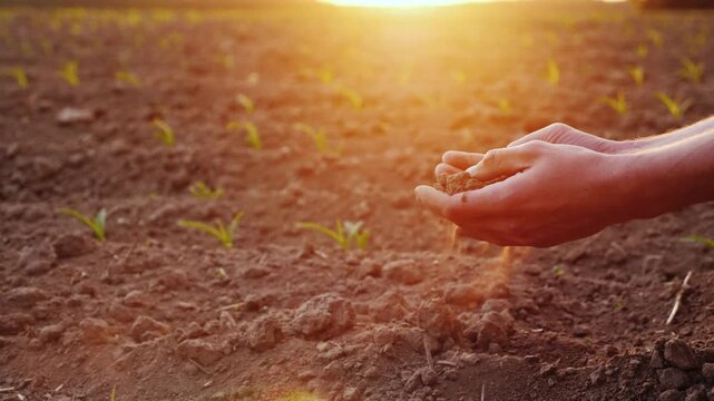Farmer sifting rich soil through hands in slow motion during sunset over a cornfield, symbolizing agricultural care and connection to nature.