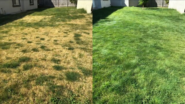Before and after comparison of residential front yard landscaping transformation featuring dry patchy grass changed into a lush green lawn with decorative stone edging and vibrant garden plants 