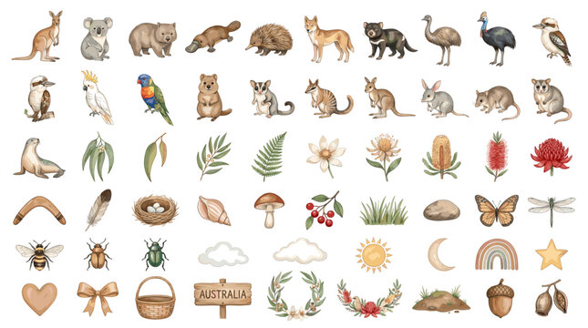 Watercolor Australian animal clipart set with kangaroo koala wombat dingo emu kookaburra leaves flowers and boho nature icons