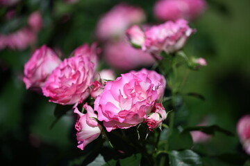 Obraz premium ピンクの薔薇