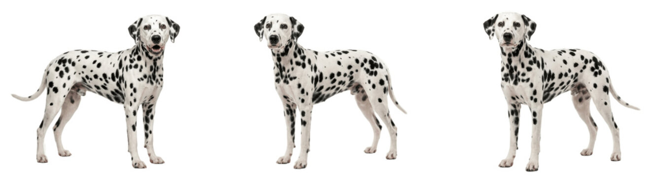 Spotted dalmatians standing alert in line, three sleek black and white dogs on white background, displaying muscular frames, distinctive coats and bright expressions

