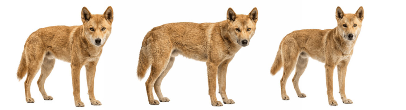 Golden wild dogs standing cautiously, three sandy dingoes on white background, with pointed ears, bushy tails and lean bodies reflecting their rugged outback origins

