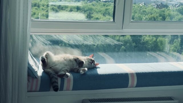 Rare Ojos Azules cat sleeping belly up on a sunny windowsill. Cute fluffy pet enjoying sunbath and relaxing at home. Cozy domestic lifestyle concept.