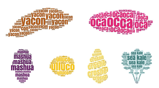 Andean root vegetable typography set with yacon, oca, mashua, ulluco, arracacha, ahipa and sea kale illustrations on white background