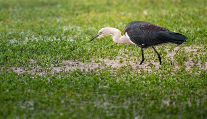 Fototapeta premium White faced heron hunting through wet grassy wetlands