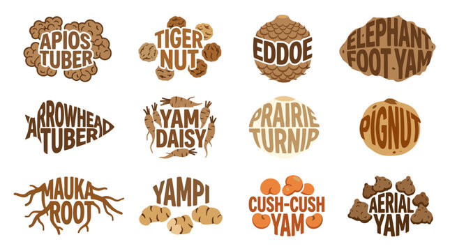 Root vegetable typography set with apios tuber, tiger nut, eddoe, elephant foot yam, arrowhead tuber, yam and aerial yam on white background