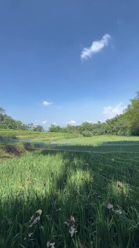 Lush green rice fields covered with protective bird netting, showcasing agricultural pest control and crop protection in a serene rural farming blie sky