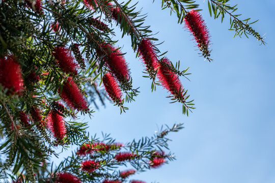Distinctive cylindrical red bottlebrush blossoms swaying on branches with slender green leaves. The low-angle composition captures the unique exotic flowers contrasting with the bright sky.