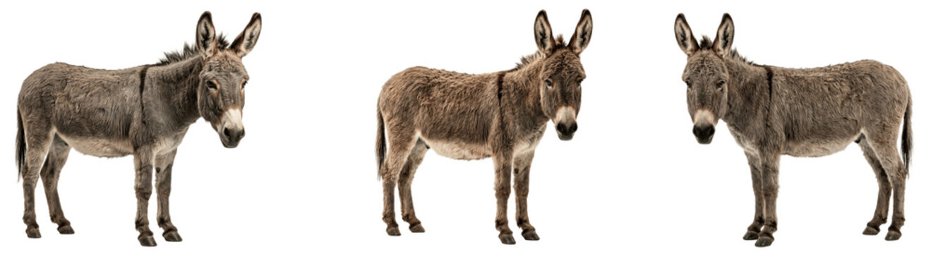 Three sturdy donkeys stand calmly in a row, rough gray coats and long ears alert as they pause together, patient working companions of fields, paths, and dusty village roads

