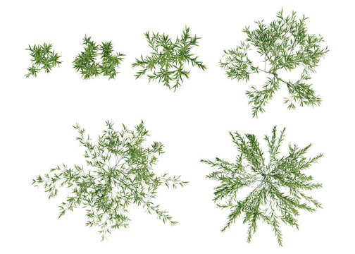 Top View Of Salix Babylonica Green Plant Clusters With Lush Foliage On Transparent Background