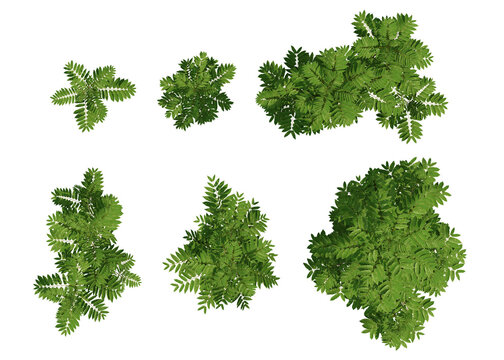 Top View Of Toona Sinensis Green Plant Illustration With Lush Foliage And Fresh Leaf Clusters
