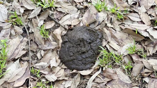 Cow dung beetles, in the garden  ,neture
