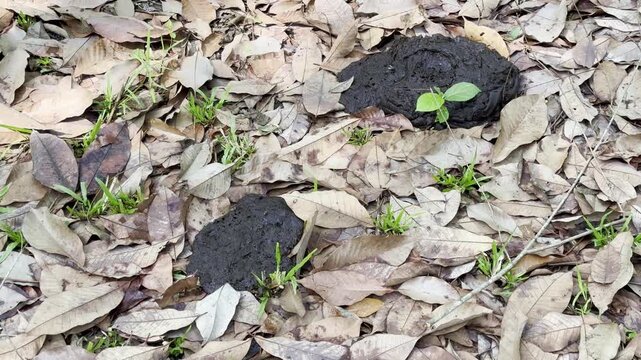 Cow dung beetles, in the garden  ,neture